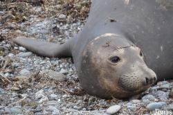 Piedras Blancas Elephant Seal Rookery