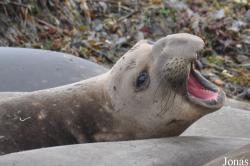 Piedras Blancas Elephant Seal Rookery