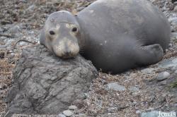 Piedras Blancas Elephant Seal Rookery