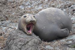 Piedras Blancas Elephant Seal Rookery
