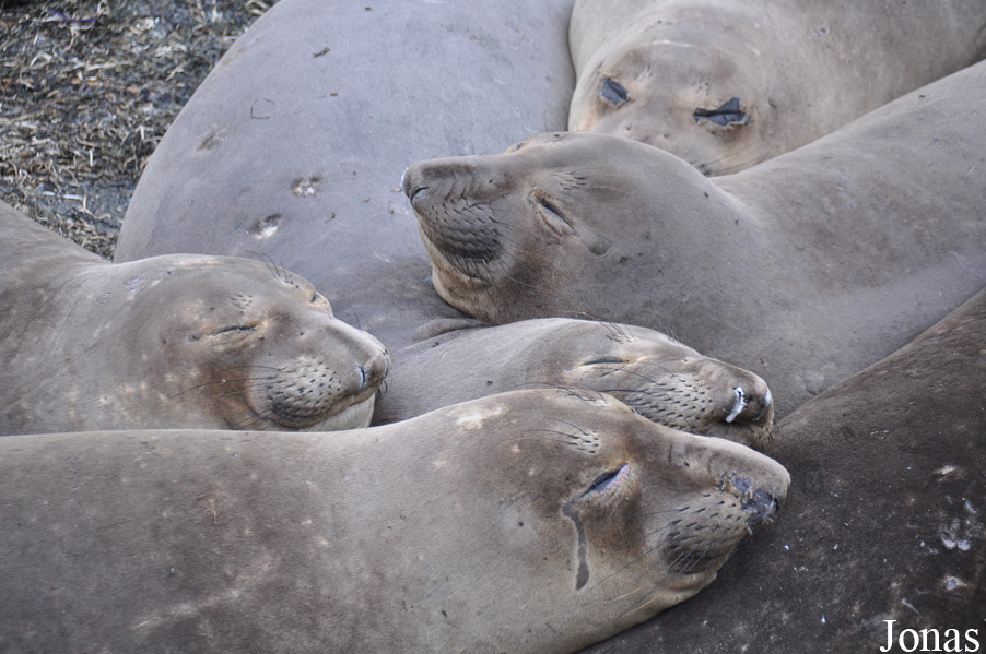 Piedras Blancas Elephant Seal Rookery