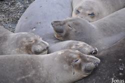 Piedras Blancas Elephant Seal Rookery