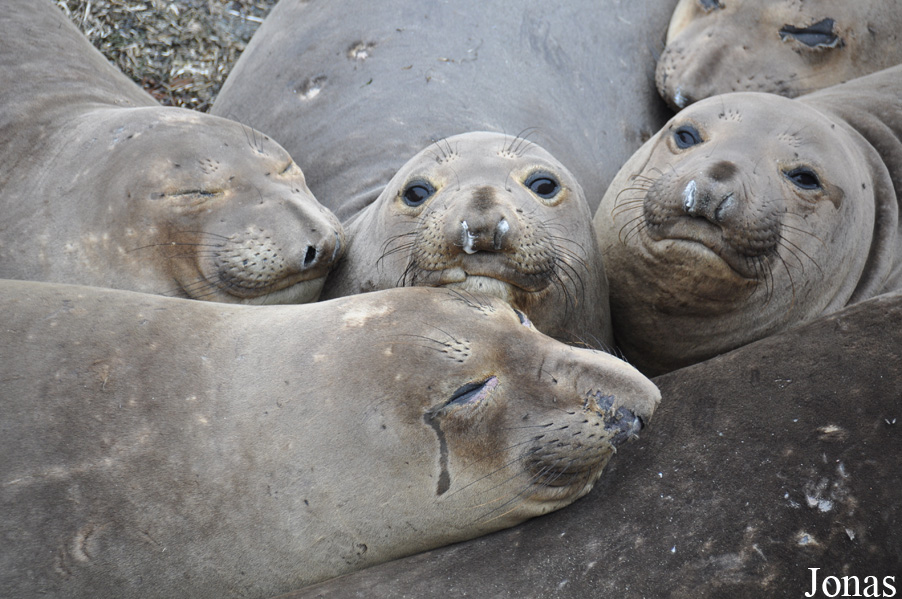 Piedras Blancas Elephant Seal Rookery