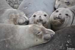 Piedras Blancas Elephant Seal Rookery
