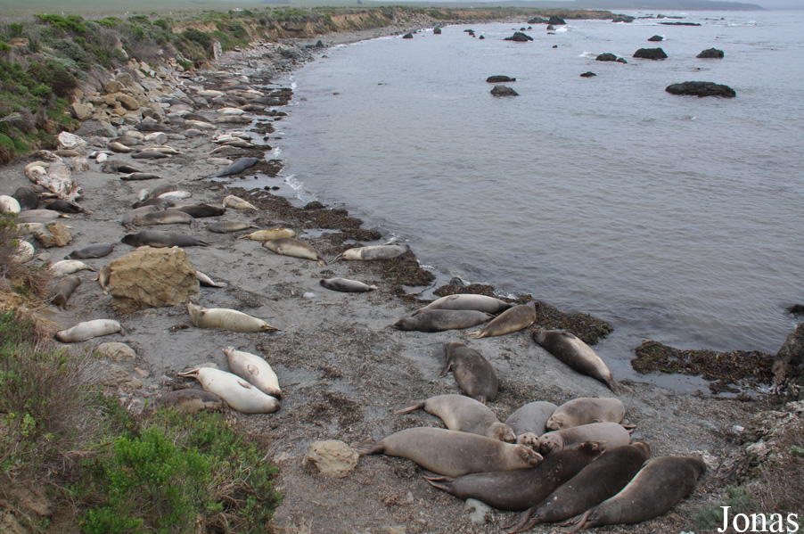 Piedras Blancas Elephant Seal Rookery