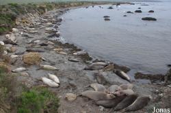 Piedras Blancas Elephant Seal Rookery