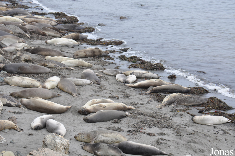 Piedras Blancas Elephant Seal Rookery