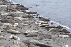 Piedras Blancas Elephant Seal Rookery