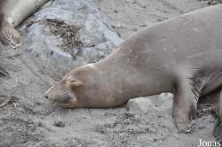 Piedras Blancas Elephant Seal Rookery