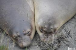Piedras Blancas Elephant Seal Rookery