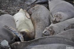 Piedras Blancas Elephant Seal Rookery