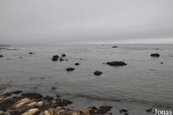 Piedras Blancas Elephant Seal Rookery