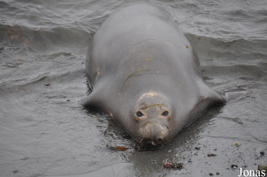 Piedras Blancas Elephant Seal Rookery