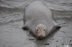 Piedras Blancas Elephant Seal Rookery