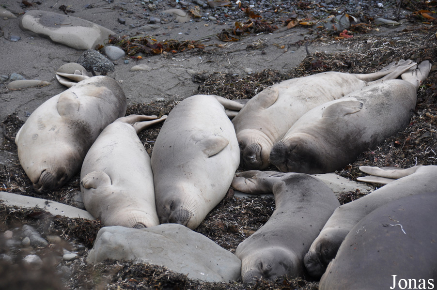 Piedras Blancas Elephant Seal Rookery