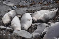 Piedras Blancas Elephant Seal Rookery