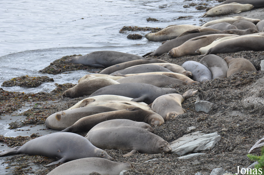 Piedras Blancas Elephant Seal Rookery