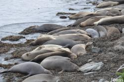 Piedras Blancas Elephant Seal Rookery