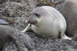 Piedras Blancas Elephant Seal Rookery