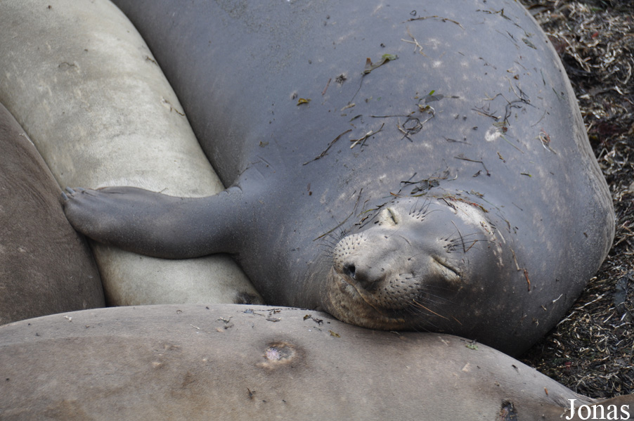 Piedras Blancas Elephant Seal Rookery