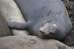 Piedras Blancas Elephant Seal Rookery