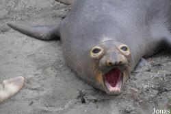 Piedras Blancas Elephant Seal Rookery