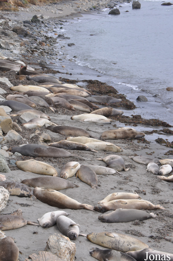 Piedras Blancas Elephant Seal Rookery