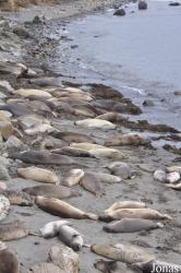 Piedras Blancas Elephant Seal Rookery