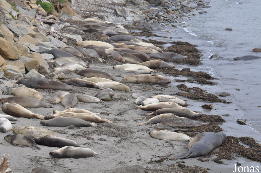 Piedras Blancas Elephant Seal Rookery