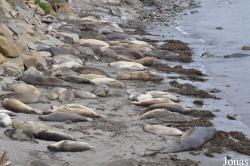 Piedras Blancas Elephant Seal Rookery