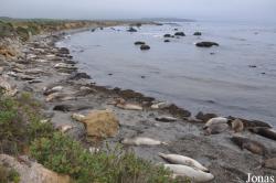 Piedras Blancas Elephant Seal Rookery