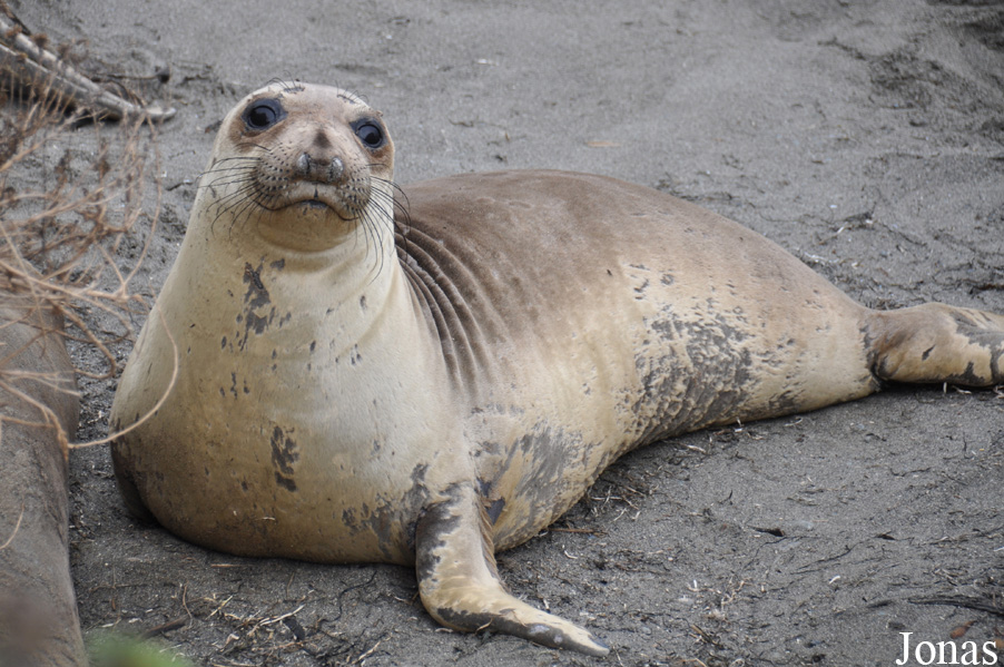 Piedras Blancas Elephant Seal Rookery