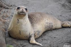 Piedras Blancas Elephant Seal Rookery