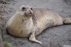 Piedras Blancas Elephant Seal Rookery