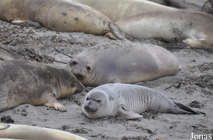 Piedras Blancas Elephant Seal Rookery