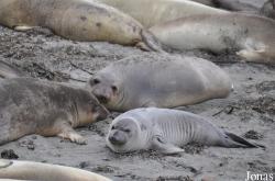 Piedras Blancas Elephant Seal Rookery