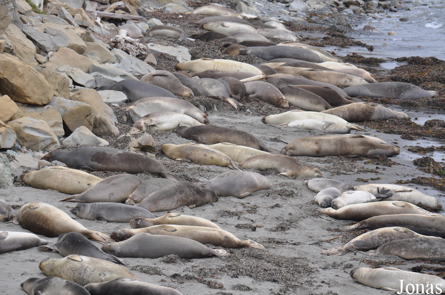 Piedras Blancas Elephant Seal Rookery