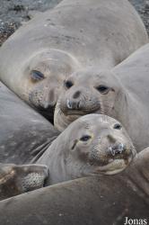 Piedras Blancas Elephant Seal Rookery