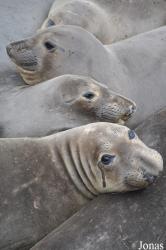 Piedras Blancas Elephant Seal Rookery