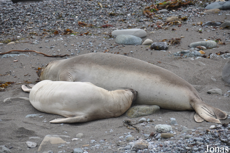 Piedras Blancas Elephant Seal Rookery