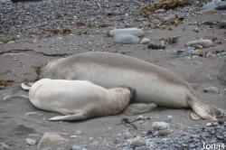 Piedras Blancas Elephant Seal Rookery