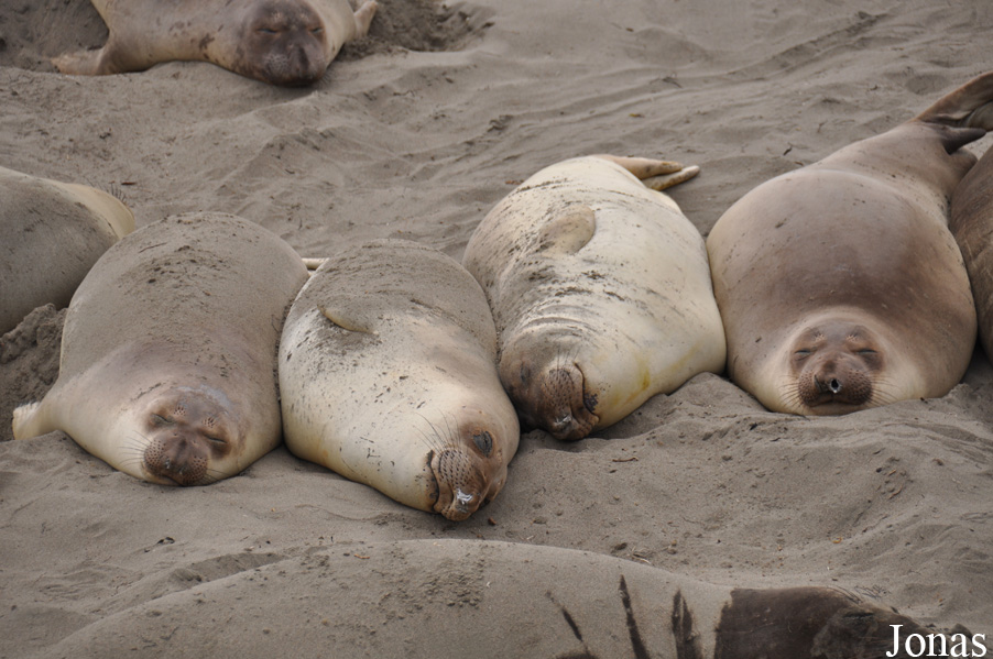 Piedras Blancas Elephant Seal Rookery