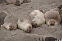 Piedras Blancas Elephant Seal Rookery