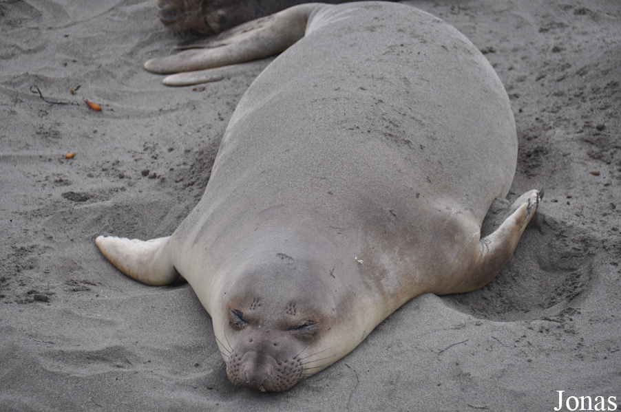 Piedras Blancas Elephant Seal Rookery