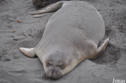 Piedras Blancas Elephant Seal Rookery