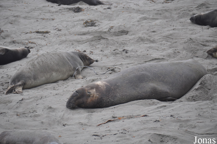 Piedras Blancas Elephant Seal Rookery