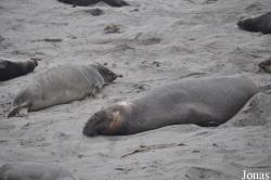 Piedras Blancas Elephant Seal Rookery