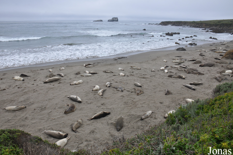 Piedras Blancas Elephant Seal Rookery