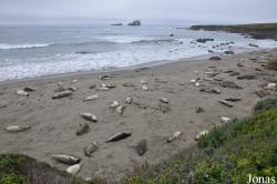 Piedras Blancas Elephant Seal Rookery