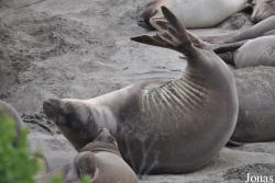 Piedras Blancas Elephant Seal Rookery